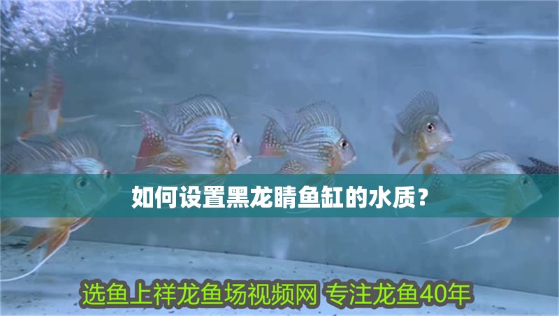 如何設置黑龍睛魚缸的水質(zhì)？