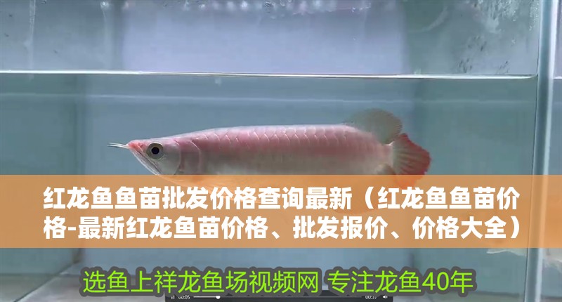 紅龍魚魚苗批發價格查詢最新（紅龍魚魚苗價格-最新紅龍魚苗價格、批發報價、價格大全）