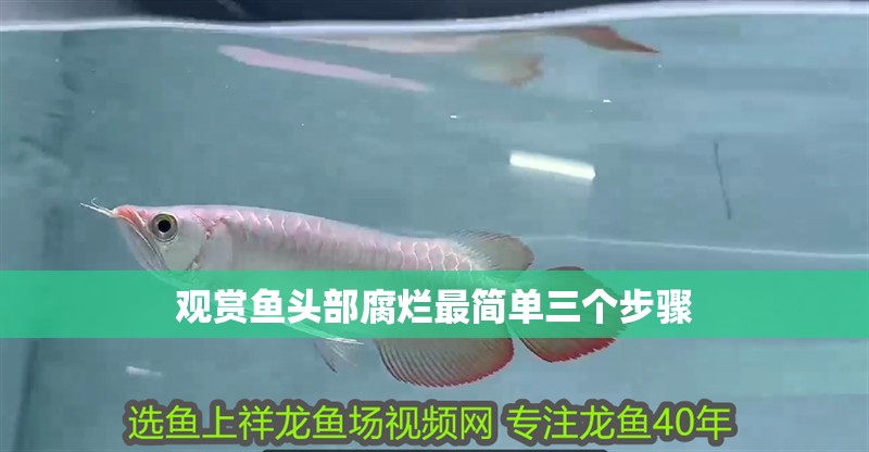 觀賞魚頭部腐爛最簡單三個步驟
