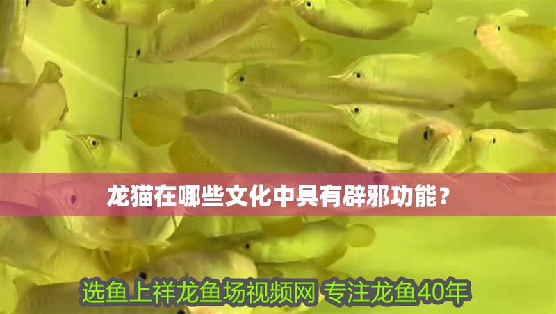 龍貓在哪些文化中具有辟邪功能？