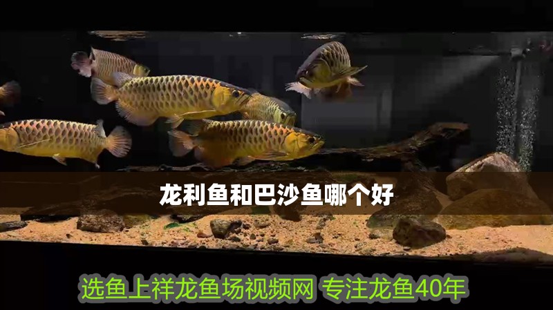 龍利魚和巴沙魚哪個好