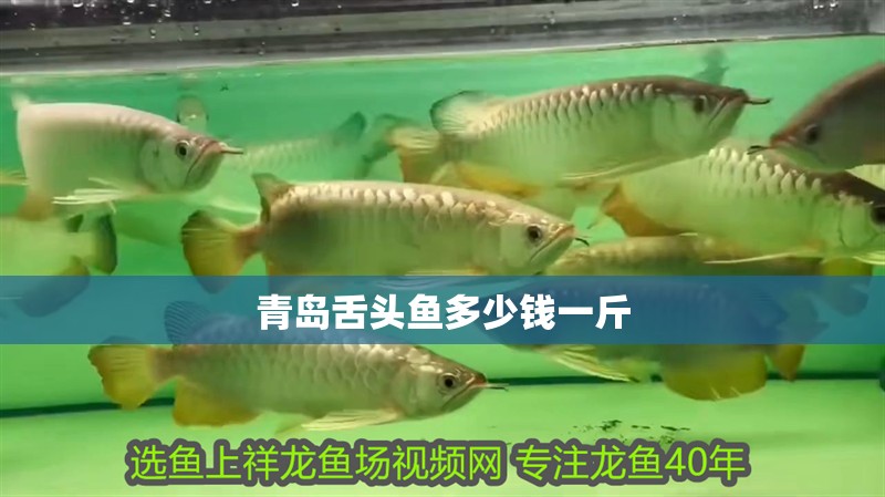 青島舌頭魚多少錢一斤