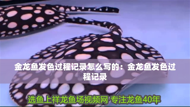 金龍魚發(fā)色過程記錄怎么寫的：金龍魚發(fā)色過程記錄