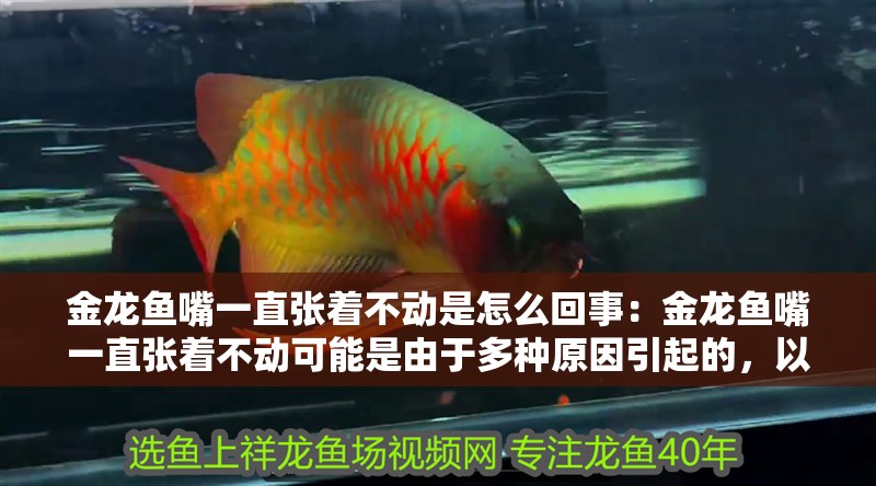 金龍魚嘴一直張著不動是怎么回事：金龍魚嘴一直張著不動可能是由于多種原因引起的，以下解釋