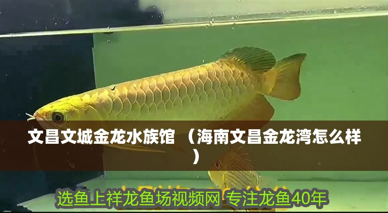 <strong><mark>文昌</mark></strong>文城金龍水族館 （海南<strong><mark>文昌</mark></strong>金龍灣怎么樣）