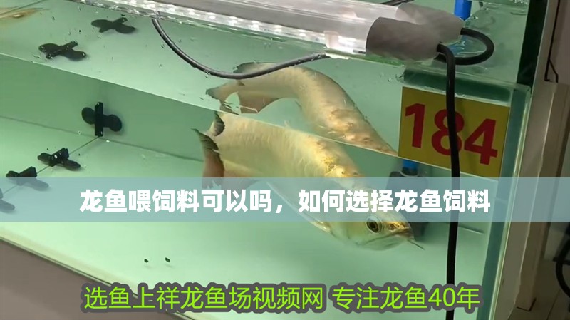 魚缸用增氧泵價格是多少:魚缸增氧機-xtrac增氧機-xtrac增氧機 龍魚喂飼料可以嗎,如何選擇龍魚飼料 龍魚百科 龍魚喂飼料可以嗎,如何選擇龍魚飼料 龍魚喂飼料可以嗎,如何選擇龍魚飼料 龍魚百科