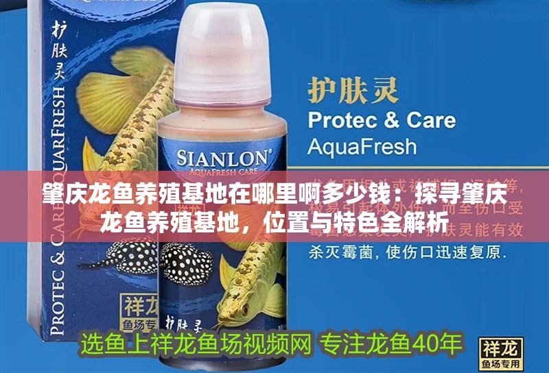 肇慶龍魚養(yǎng)殖基地在哪里啊多少錢：探尋肇慶龍魚養(yǎng)殖基地，位置與特色全解析