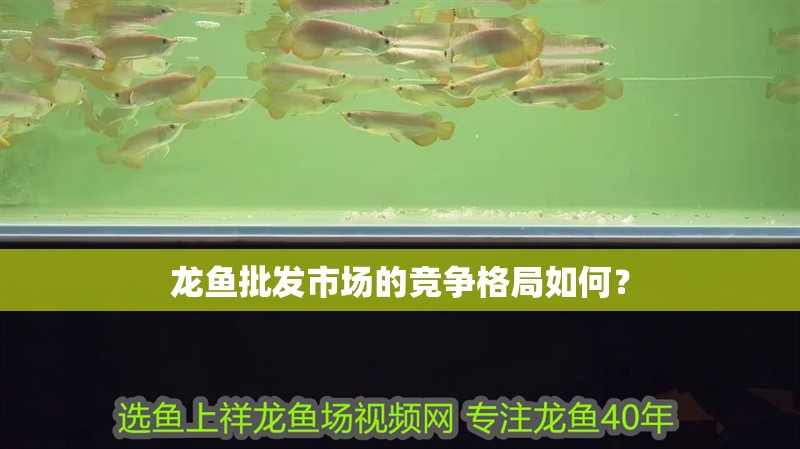 龍魚批發市場的競爭格局如何？