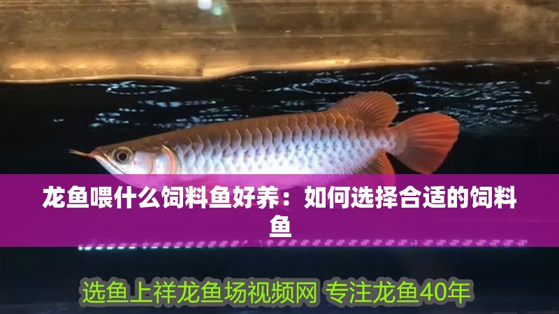 龍魚喂什么飼料魚好養(yǎng)：如何選擇合適的飼料魚