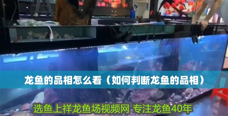 龍魚的品相怎么看（如何判斷龍魚的品相）