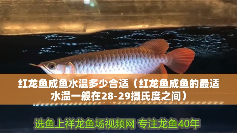 紅龍魚成魚水溫多少合適（紅龍魚成魚的最適水溫一般在28-29攝氏度之間）