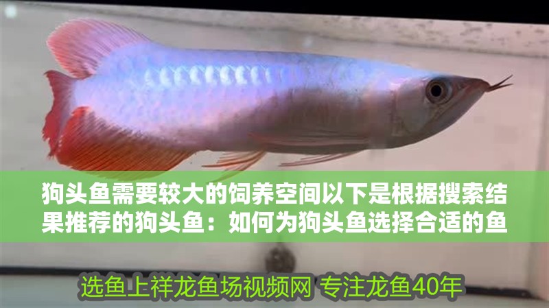 狗頭魚需要較大的飼養空間以下是根據搜索結果推薦的狗頭魚：如何為狗頭魚選擇合適的魚缸