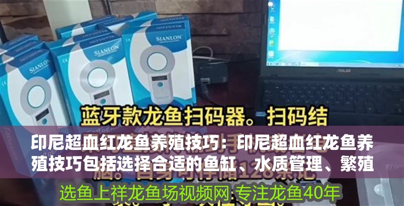 印尼超血紅龍魚養(yǎng)殖技巧：印尼超血紅龍魚養(yǎng)殖技巧包括選擇合適的魚缸、水質(zhì)管理、繁殖技巧
