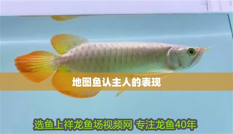 地圖魚認(rèn)主人的表現(xiàn)