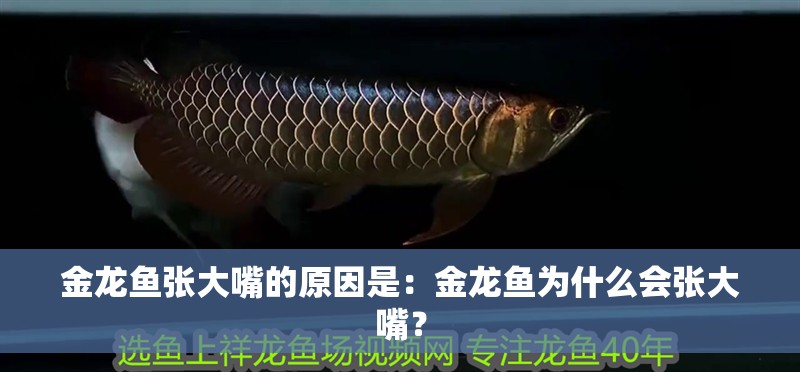金龍魚張大嘴的原因是：金龍魚為什么會張大嘴？