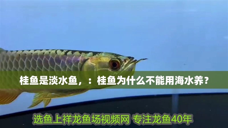 桂魚是淡水魚，：桂魚為什么不能用海水養？