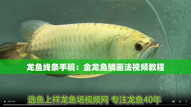 魚缸用增氧泵價格是多少:魚缸增氧機-xtrac增氧機-xtrac增氧機 龍魚線條手稿:金龍魚鱗畫法視頻教程 龍魚百科 龍魚線條手稿:金龍魚鱗畫法視頻教程 龍魚線條手稿:金龍魚鱗畫法視頻教程 龍魚百科