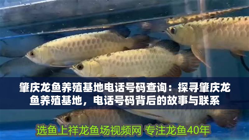 肇慶龍魚養殖基地電話號碼查詢：探尋肇慶龍魚養殖基地，電話號碼背后的故事與聯系