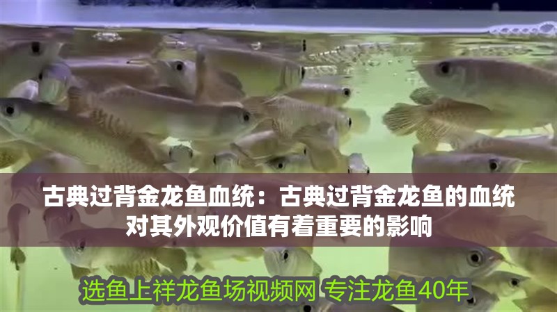 古典過背金龍魚血統：古典過背金龍魚的血統對其外觀價值有著重要的影響