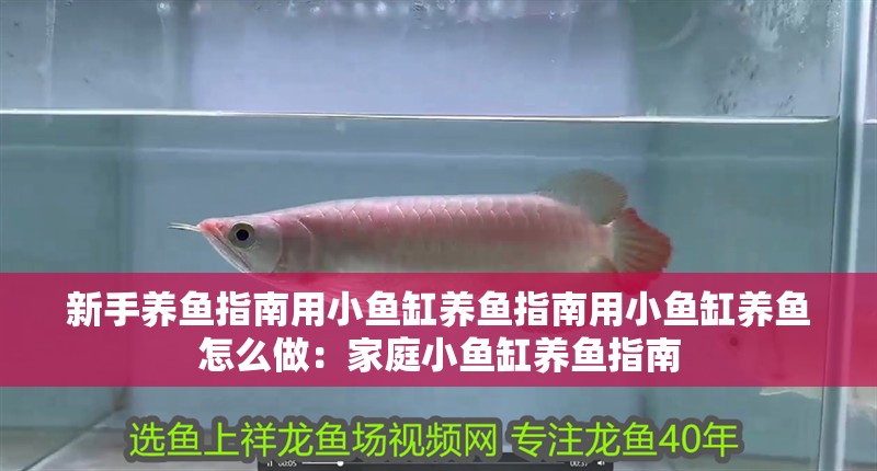 新手養魚指南用小魚缸養魚指南用小魚缸養魚怎么做：家庭小魚缸養魚指南