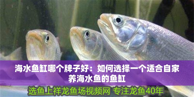 海水魚缸哪個牌子好：如何選擇一個適合自家養(yǎng)海水魚的魚缸