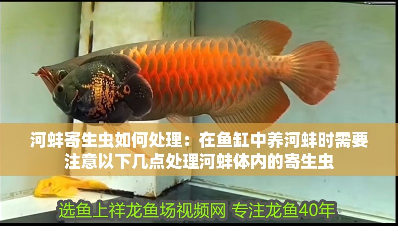 河蚌寄生蟲如何處理：在魚缸中養(yǎng)河蚌時(shí)需要注意以下幾點(diǎn)處理河蚌體內(nèi)的寄生蟲