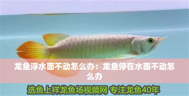 龍魚浮水面不動怎么辦：龍魚停在水面不動怎么辦