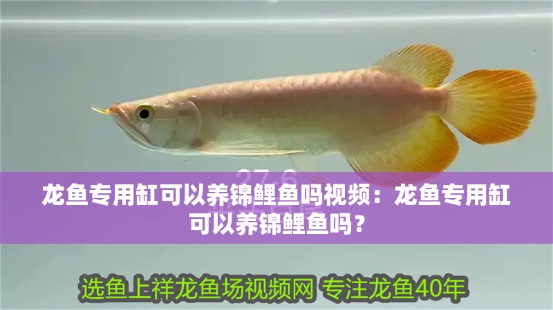 龍魚專用缸可以養錦鯉魚嗎視頻：龍魚專用缸可以養錦鯉魚嗎？