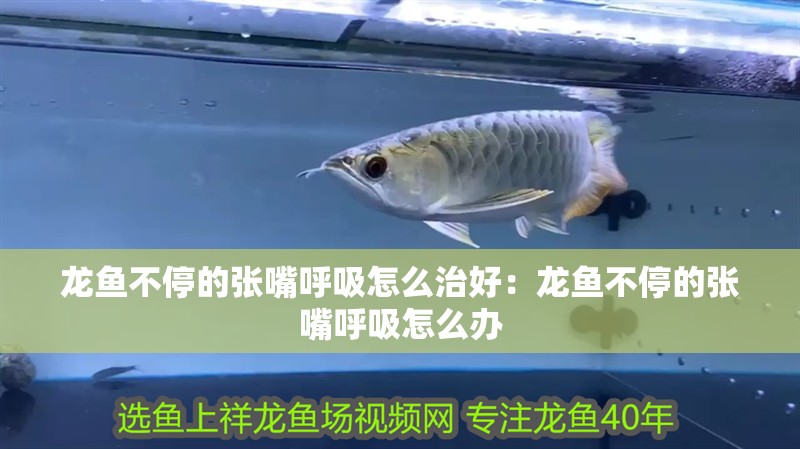 龍魚不停的張嘴呼吸怎么治好：龍魚不停的張嘴呼吸怎么辦