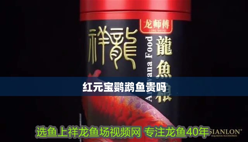 紅元寶鸚鵡魚貴嗎 紅元寶鸚鵡魚貴嗎 龍魚論壇