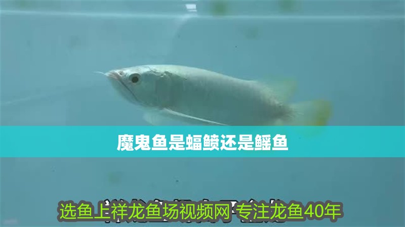 魔鬼魚是蝠鲼還是鰩魚