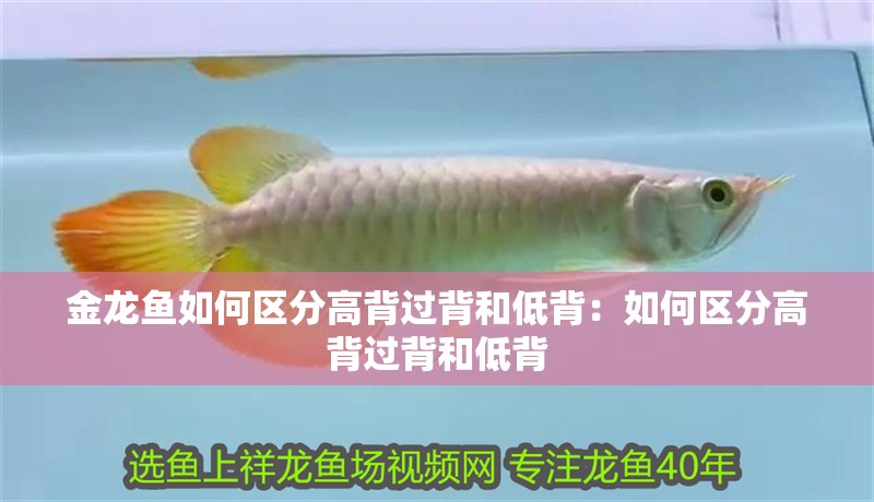 金龍魚如何區分高背過背和低背：如何區分高背過背和低背