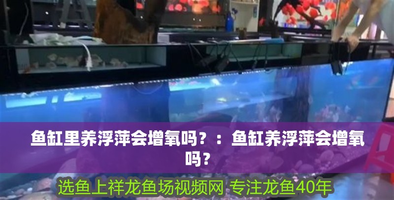 魚缸里養浮萍會增氧嗎？：魚缸養浮萍會增氧嗎？