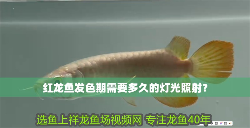 紅龍魚發色期需要多久的燈光照射？
