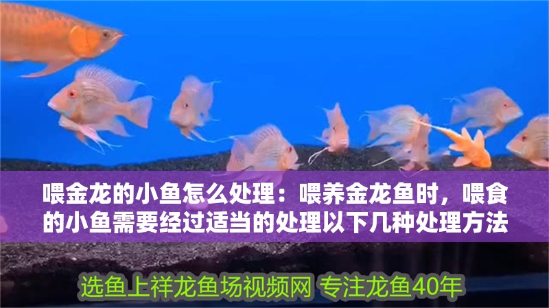 喂金龍的小魚怎么處理：喂養金龍魚時，喂食的小魚需要經過適當的處理以下幾種處理方法