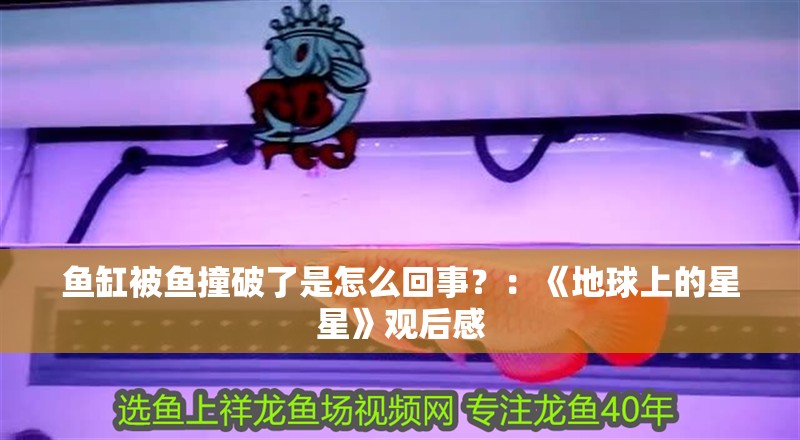 魚缸被魚撞破了是怎么回事？：《地球上的星星》觀后感