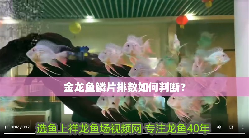 金龍魚鱗片排數(shù)如何判斷？