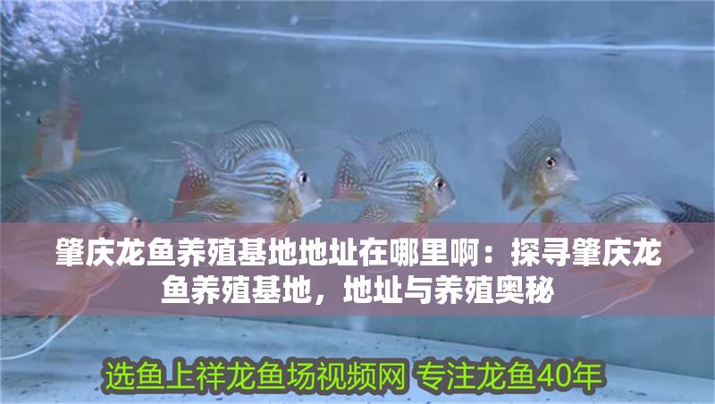 肇慶龍魚養(yǎng)殖基地地址在哪里啊：探尋肇慶龍魚養(yǎng)殖基地，地址與養(yǎng)殖奧秘