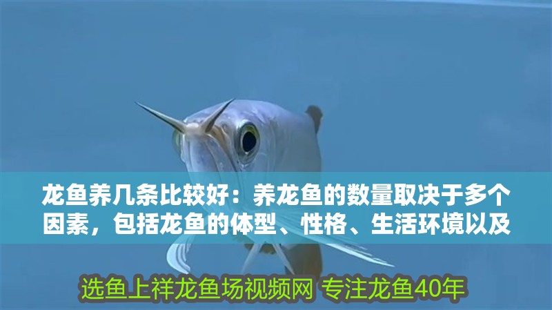 龍魚養幾條比較好：養龍魚的數量取決于多個因素，包括龍魚的體型、性格、生活環境以及風水學說