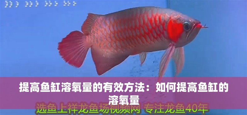 提高魚缸溶氧量的有效方法：如何提高魚缸的溶氧量