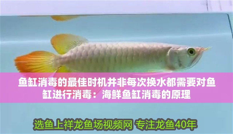 魚缸消毒的最佳時機并非每次換水都需要對魚缸進行消毒：海鮮魚缸消毒的原理 魚缸消毒的最佳時機并非每次換水都需要對魚缸進行消毒：海鮮魚缸消毒的原理 魚缸百科