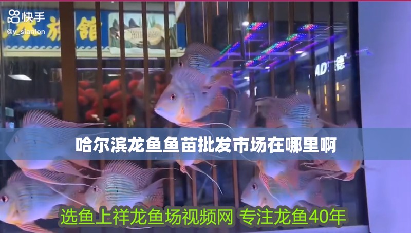哈爾濱龍魚魚苗批發市場在哪里啊
