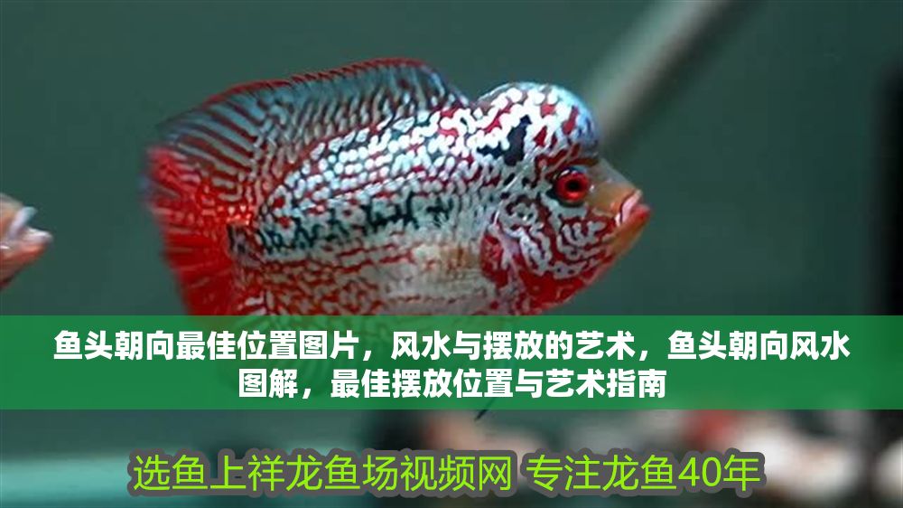 魚頭朝向最佳位置圖片，風水與擺放的藝術，魚頭朝向風水圖解，最佳擺放位置與藝術指南