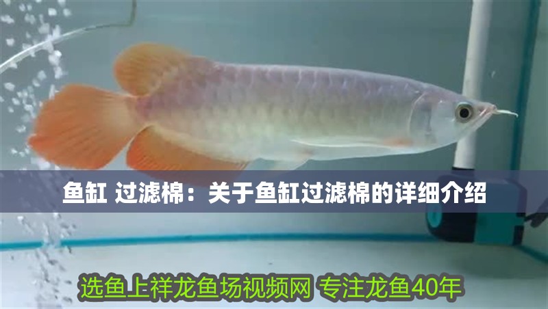 魚缸 過濾棉：關于魚缸過濾棉的詳細介紹