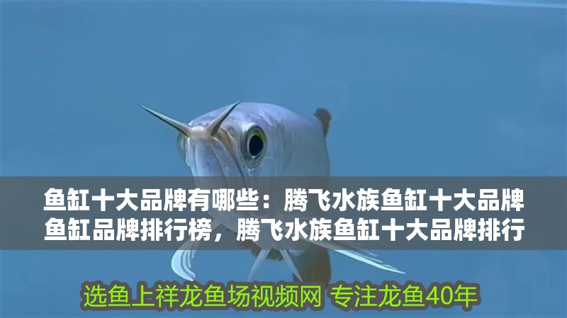 魚缸十大品牌有哪些：騰飛水族魚缸十大品牌魚缸品牌排行榜，騰飛水族魚缸十大品牌排行榜