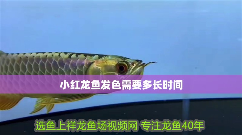 紅龍魚用黃燈烤有用嗎 小紅龍魚發色需要多長時間 龍魚論壇 小紅龍魚發色需要多長時間 小紅龍魚發色需要多長時間 龍魚論壇