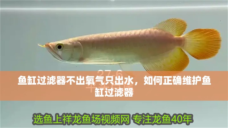 魚缸過濾器不出氧氣只出水，如何正確維護魚缸過濾器