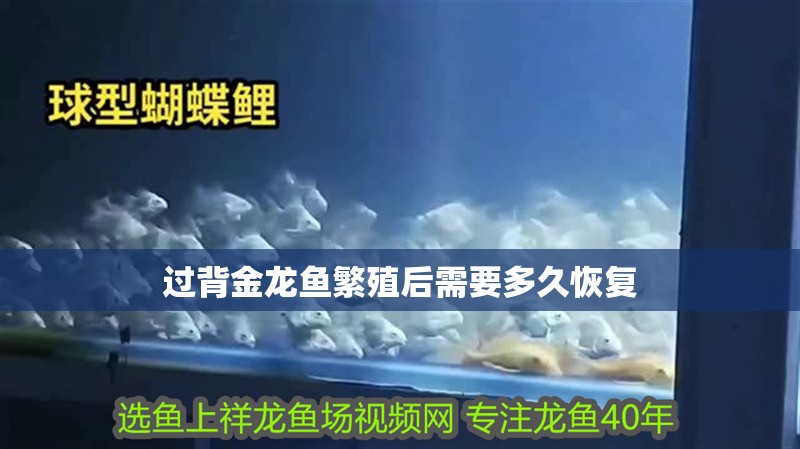 過背金龍魚繁殖后需要多久恢復