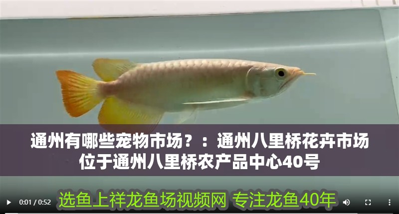 通州有哪些寵物市場(chǎng)？：通州八里橋花卉市場(chǎng)位于通州八里橋農(nóng)產(chǎn)品中心40號(hào) 通州有哪些寵物市場(chǎng)？：通州八里橋花卉市場(chǎng)位于通州八里橋農(nóng)產(chǎn)品中心40號(hào) 魚(yú)缸百科