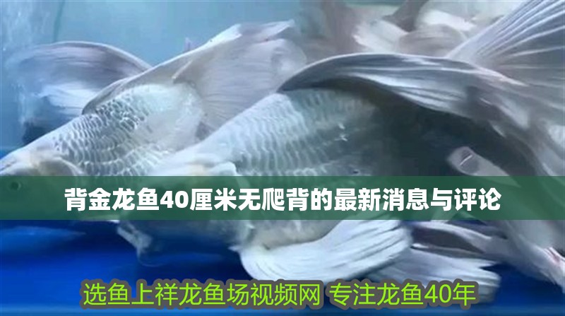 玻璃做魚缸怎么粘才牢固:如何自制玻璃魚缸 背金龍魚40厘米無爬背的最新消息與評論 龍魚論壇 背金龍魚40厘米無爬背的最新消息與評論 背金龍魚40厘米無爬背的最新消息與評論 龍魚論壇